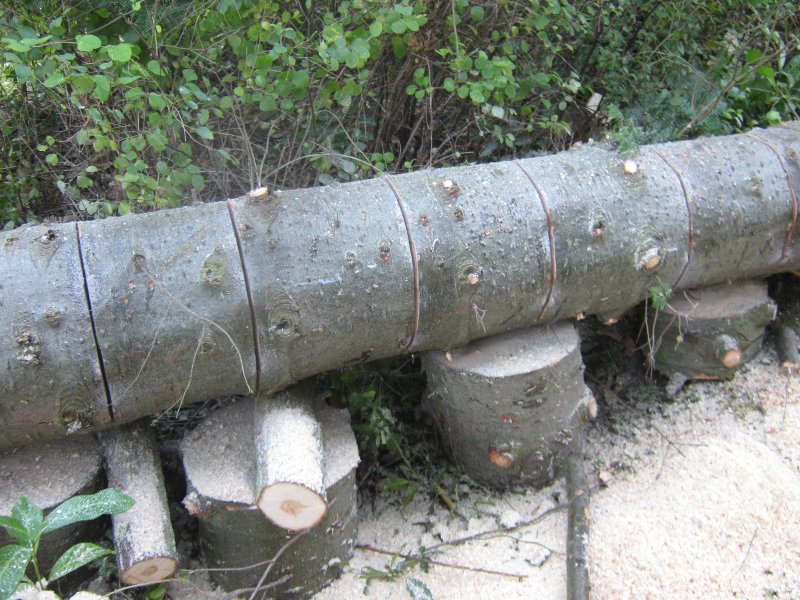 Tree work underway Oct 2012.jpg