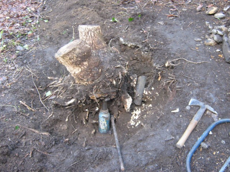 Tree work_001. (3).JPG