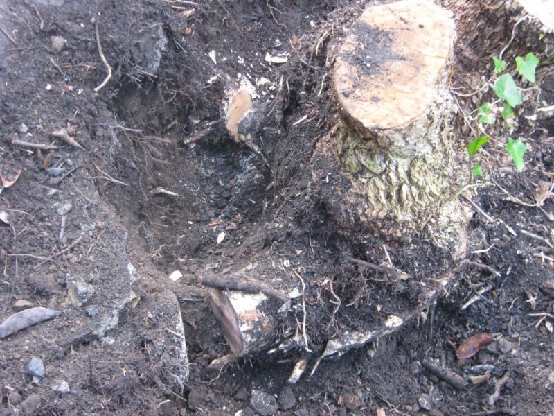 Tree work_002. (6).JPG