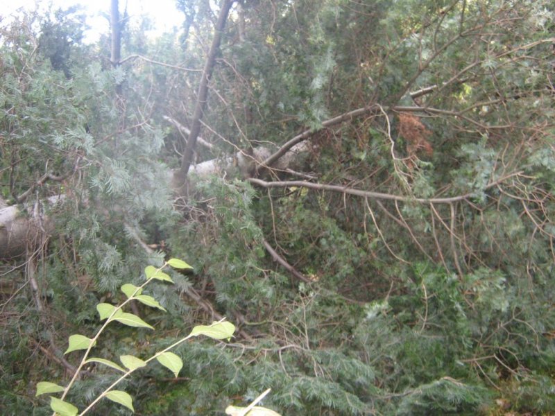 Tree work_003. (3).JPG