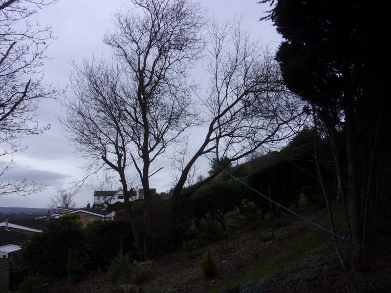 Tree work_025.JPG