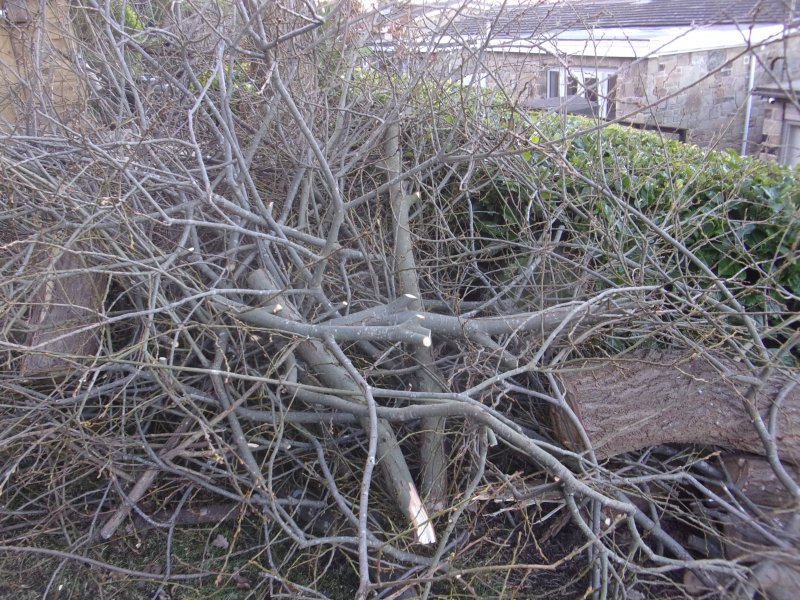 Tree work_028.JPG