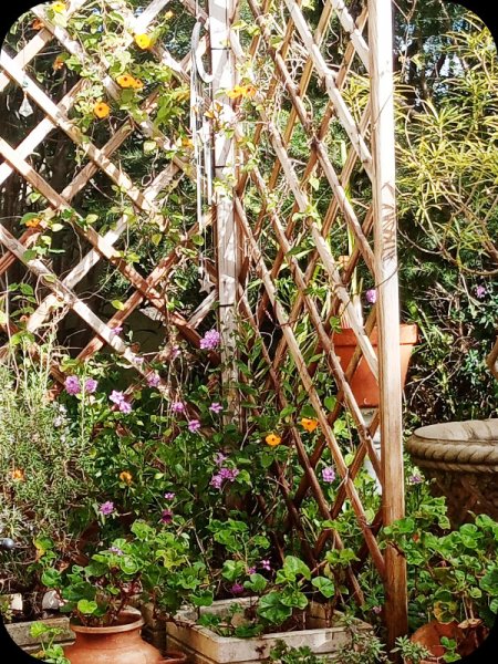 Trellis 10 Feb 24.jpg