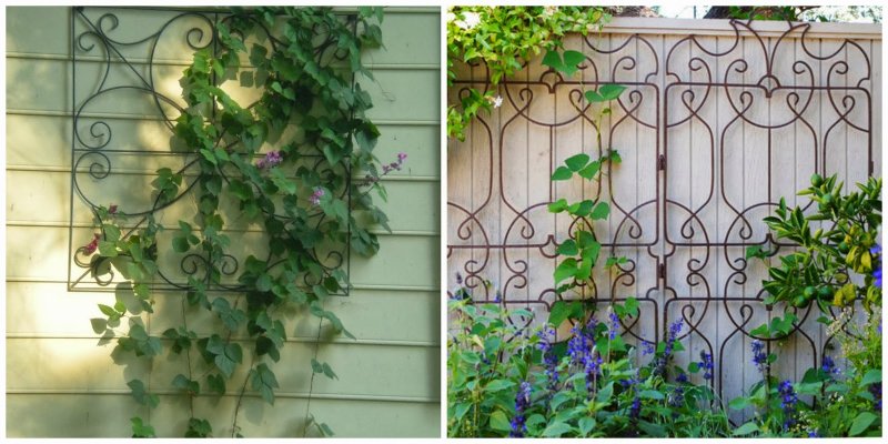 trellis for climbers.jpg