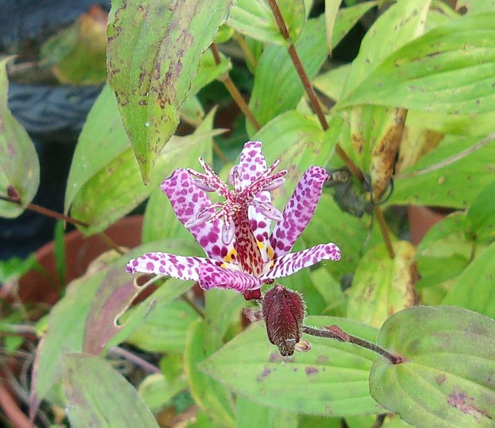 Tricyrtis.JPG