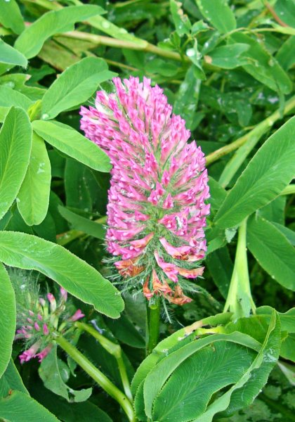 Trifolium.JPG
