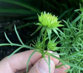 trimmed 25-07-2018 19-03-18.jpeg