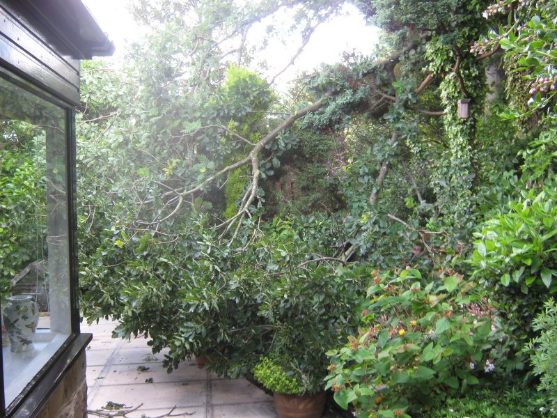 Trimming oak June 2012 - Copy.jpg
