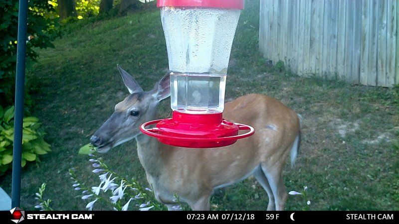 Trimming the hosta.jpg