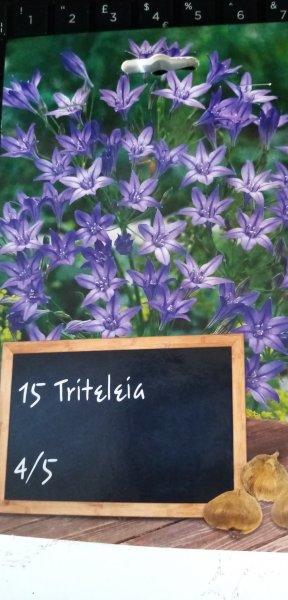 Triteleia laxa Triplet Lily just bought 1st April 2022 001.jpg