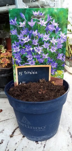 Triteleia laxa Triplet Lily just planted up 1st April 2022 003.jpg