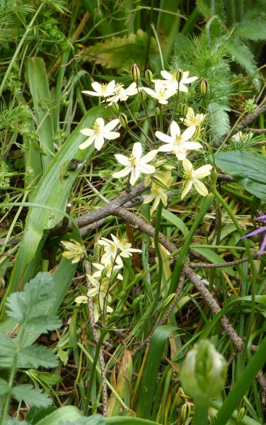 Tritelia ixoides Starlight.JPG