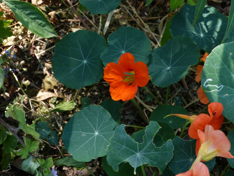 Tropaeolum majus 1.JPG