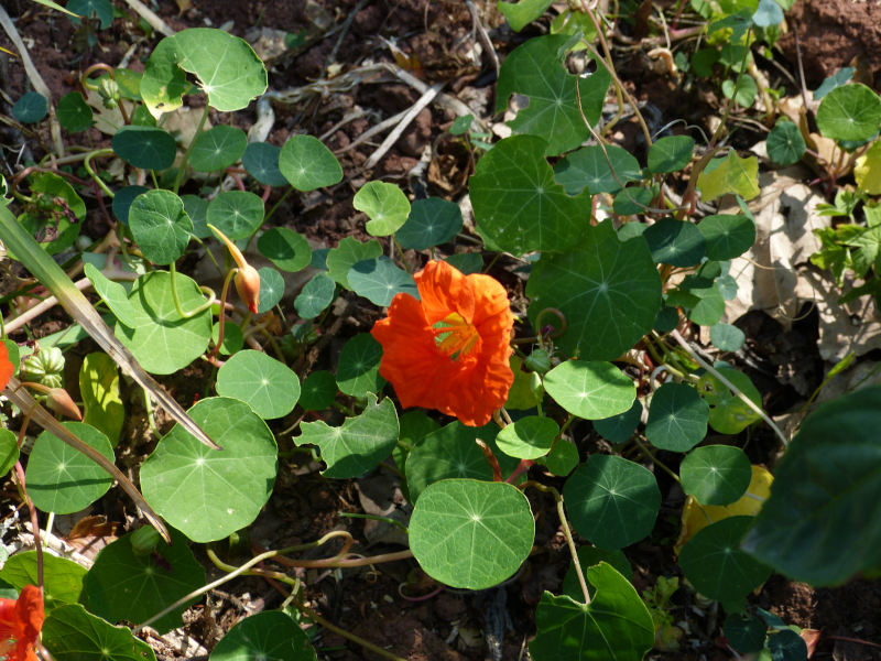 Tropaeolum majus 2.JPG