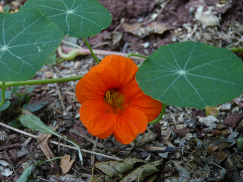 Tropaeolum majus 3.JPG