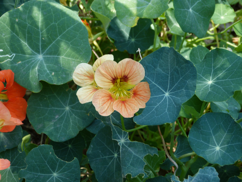 Tropaeolum majus.JPG