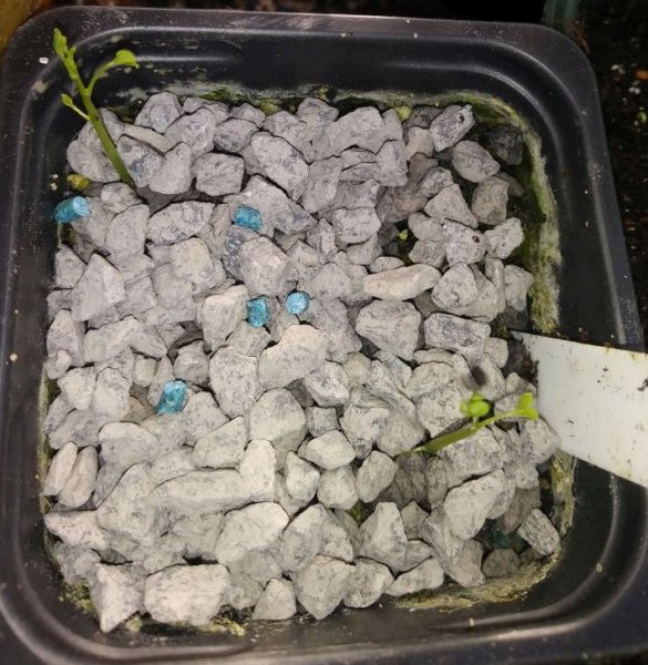 TropaeolumSpeciosumGerminating.jpg