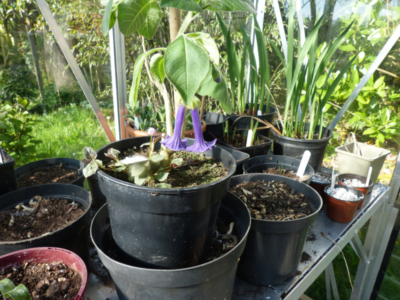 Trozelia grandiflora.JPG