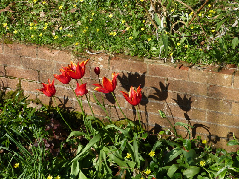 Tukip Queen of Sheba.JPG