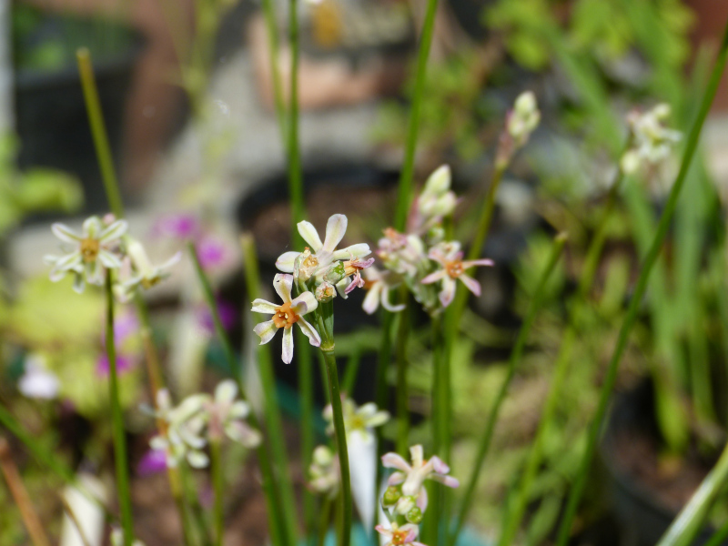 Tulbabhia coddii.JPG