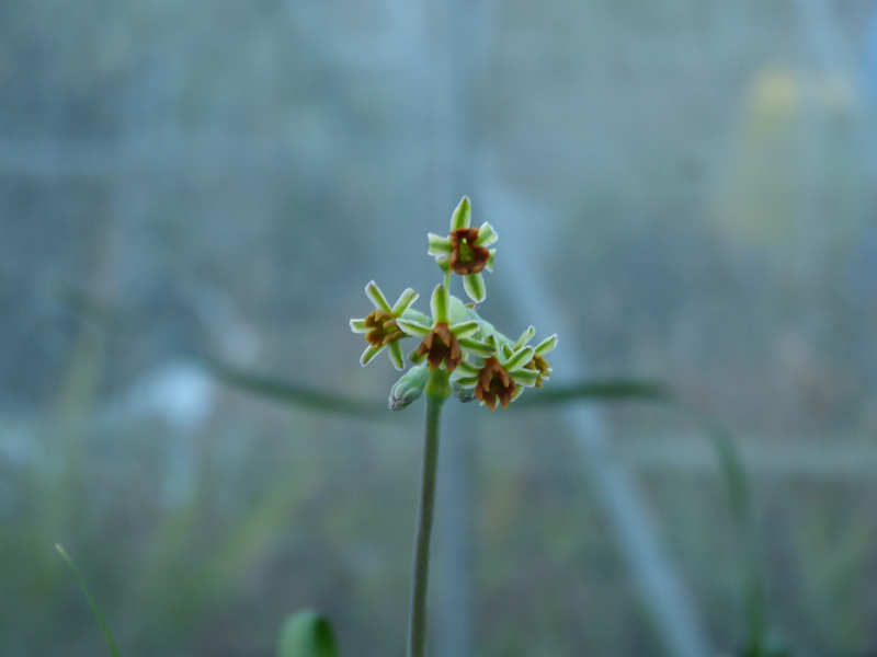 Tulbaghia capensis.JPG