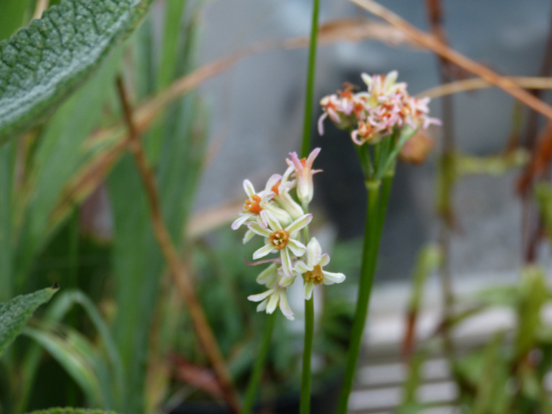 Tulbaghia coddii 1.JPG