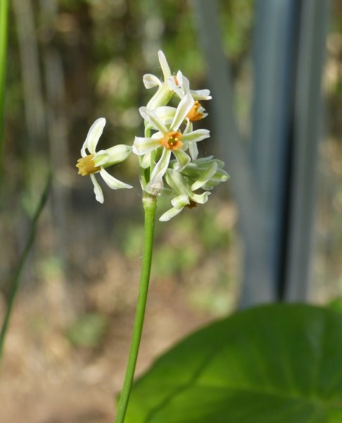 Tulbaghia coddii.JPG