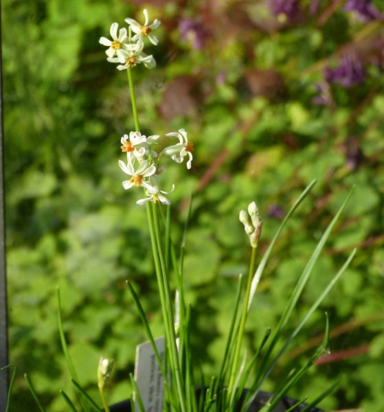 Tulbaghia coddii.JPG