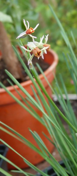 Tulbaghia leucantha.JPG