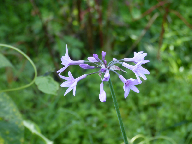 Tulbaghia unknown 1.JPG