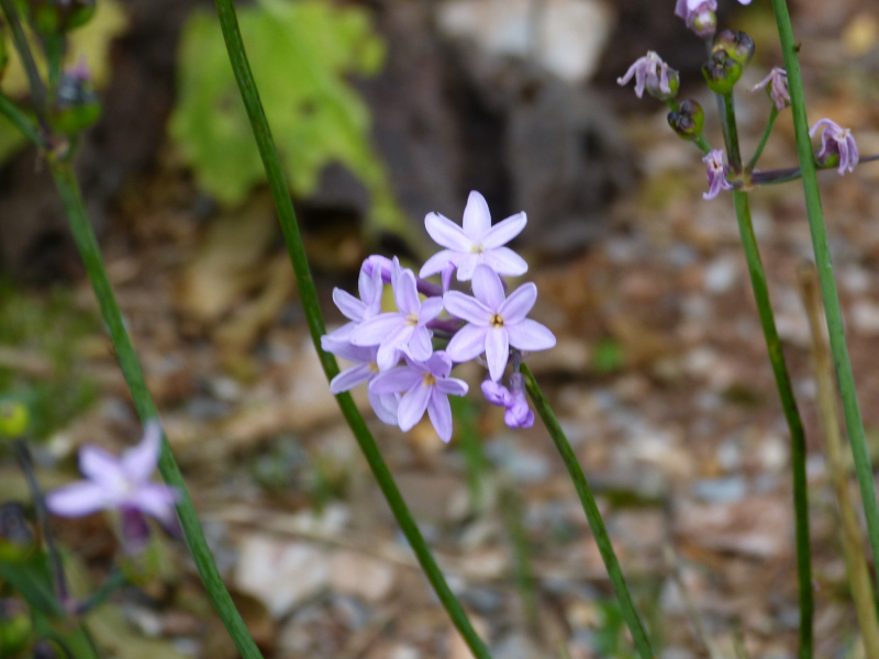 Tulbaghia violacea.JPG