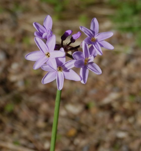 Tulbaghia violacea.JPG