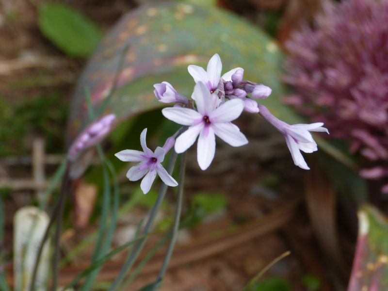 Tulbaghia violacea Purple Eye.JPG