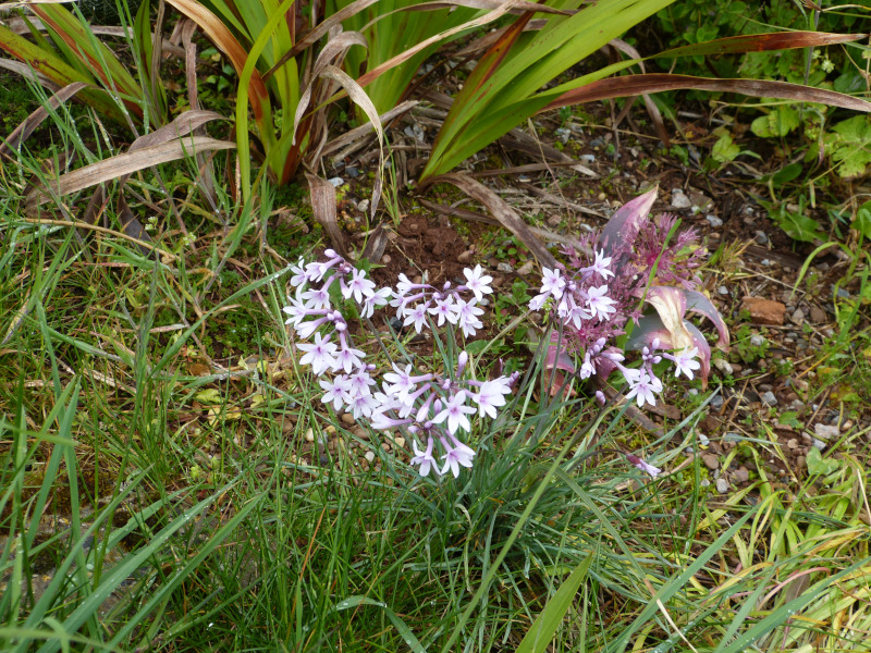 Tulbaghia violacea Purple Eye.JPG