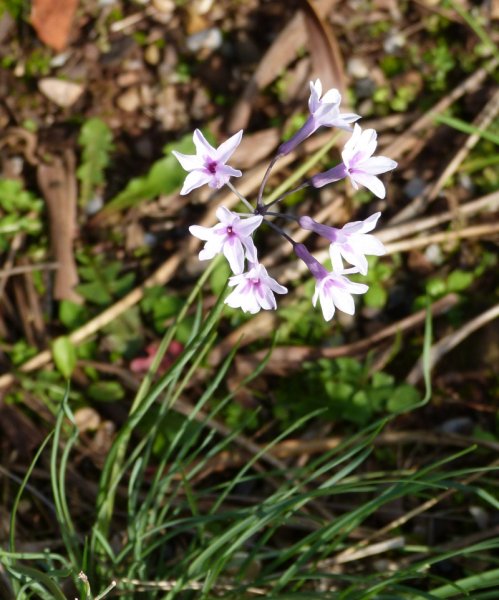 Tulbaghia violacea Purple Eyes 2.JPG
