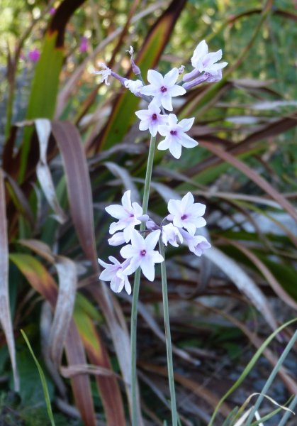Tulbaghia violacea Silver Eye.JPG