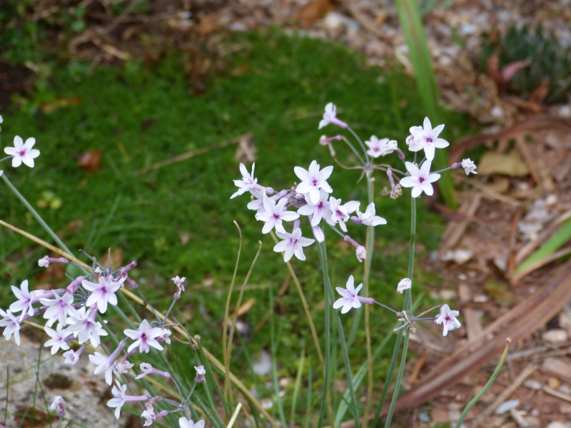 Tulbaghia violacea Silver Eye1.JPG