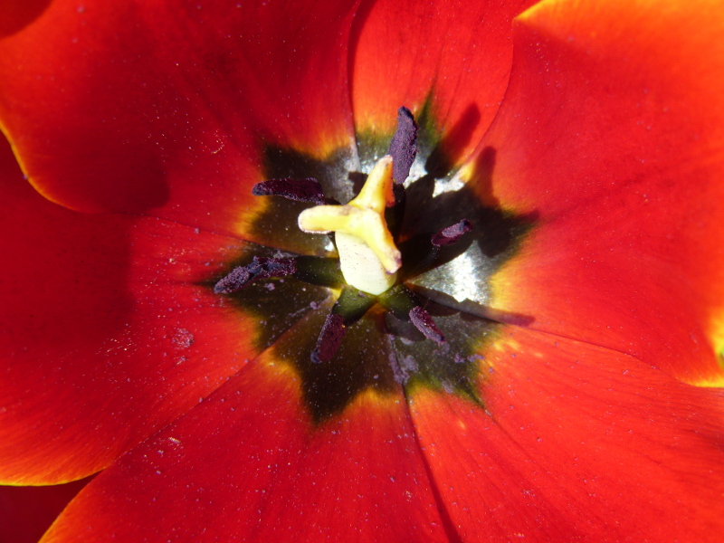 Tulip close up.JPG