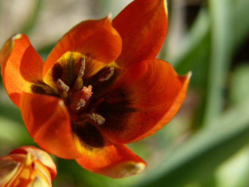 Tulip macro.JPG