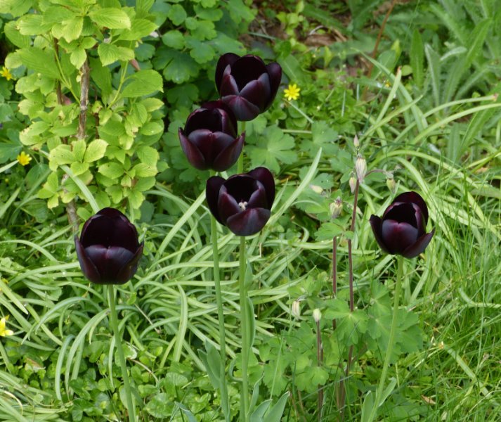 Tulip Queen of the Night.JPG