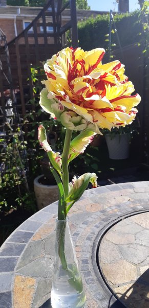 Tulip Red Yellow.jpg