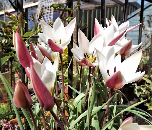 Tulipa clusiana Lady Jane.jpg