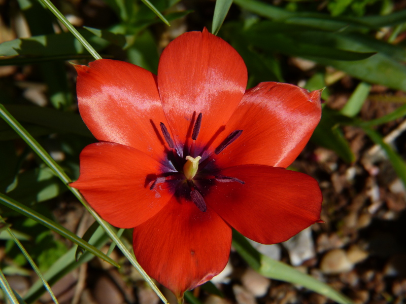 Tulipa linifolia 1.JPG