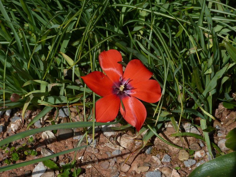 Tulipa linifolia.JPG