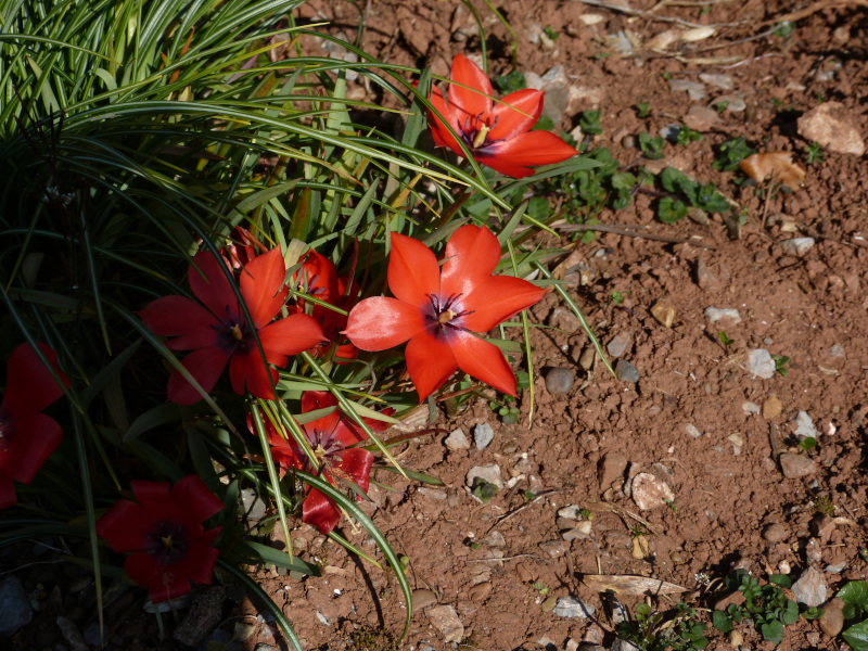 Tulipa linifolia.JPG