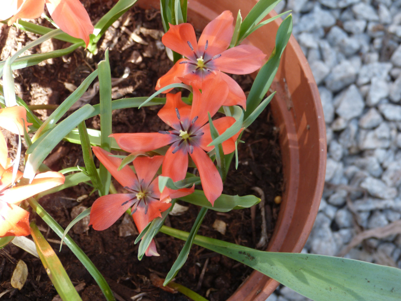 Tulipa linifolia.JPG