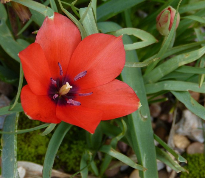 Tulipa linifolia.JPG