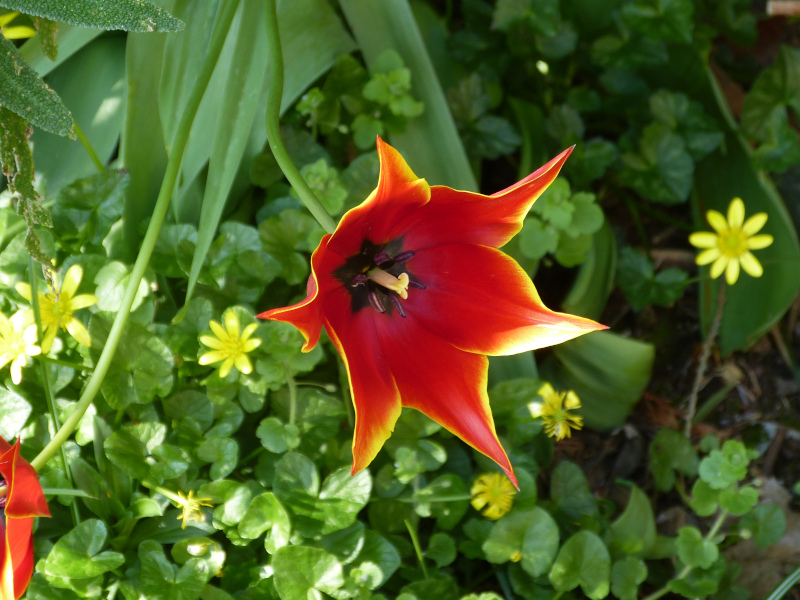 Tulipa Queen of Sheba.JPG