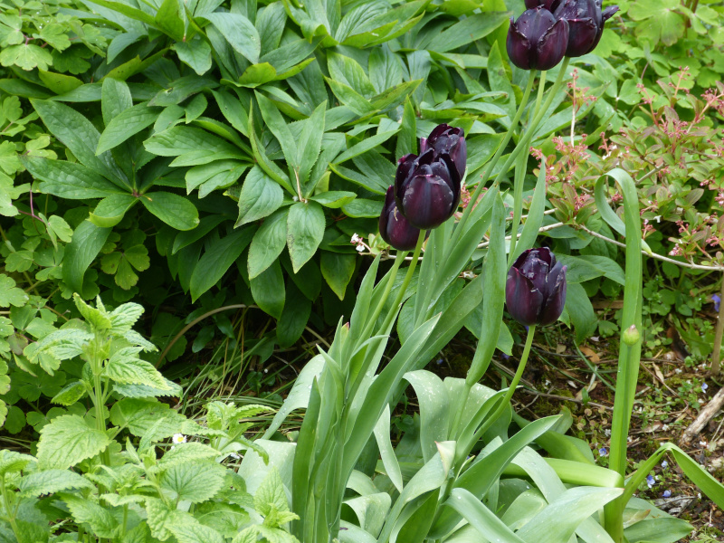 Tulipa Queen of the Night.JPG