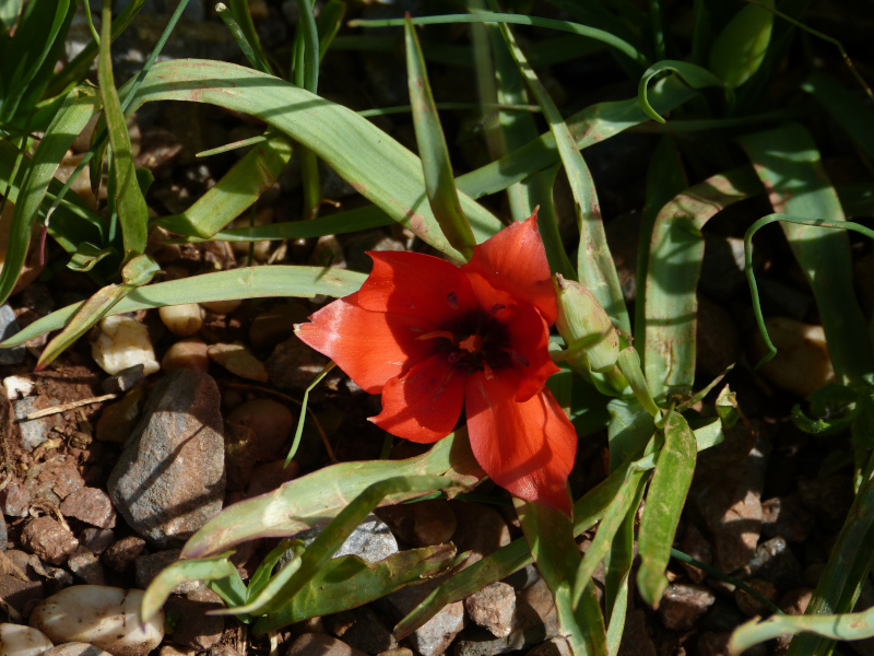 Tulipa whittalli.JPG